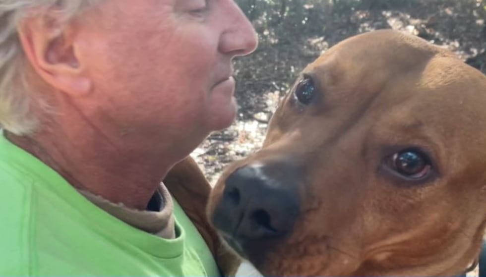Caramel is awaiting adoption at the Tallahassee Animal Service Center.