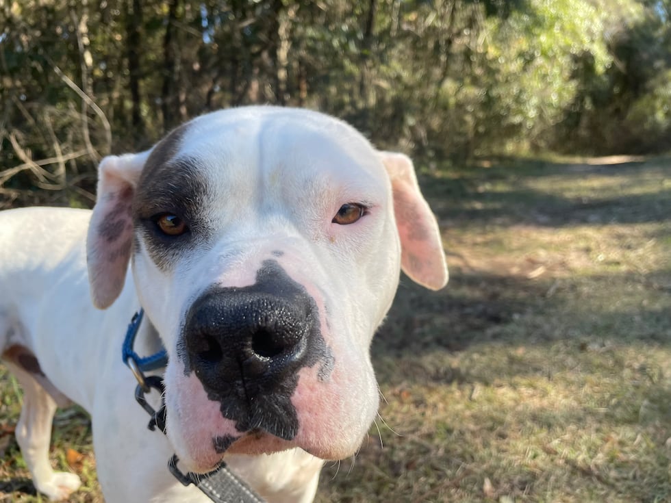 Gus is awaiting adoption at the Tallahassee Animal Service Center.