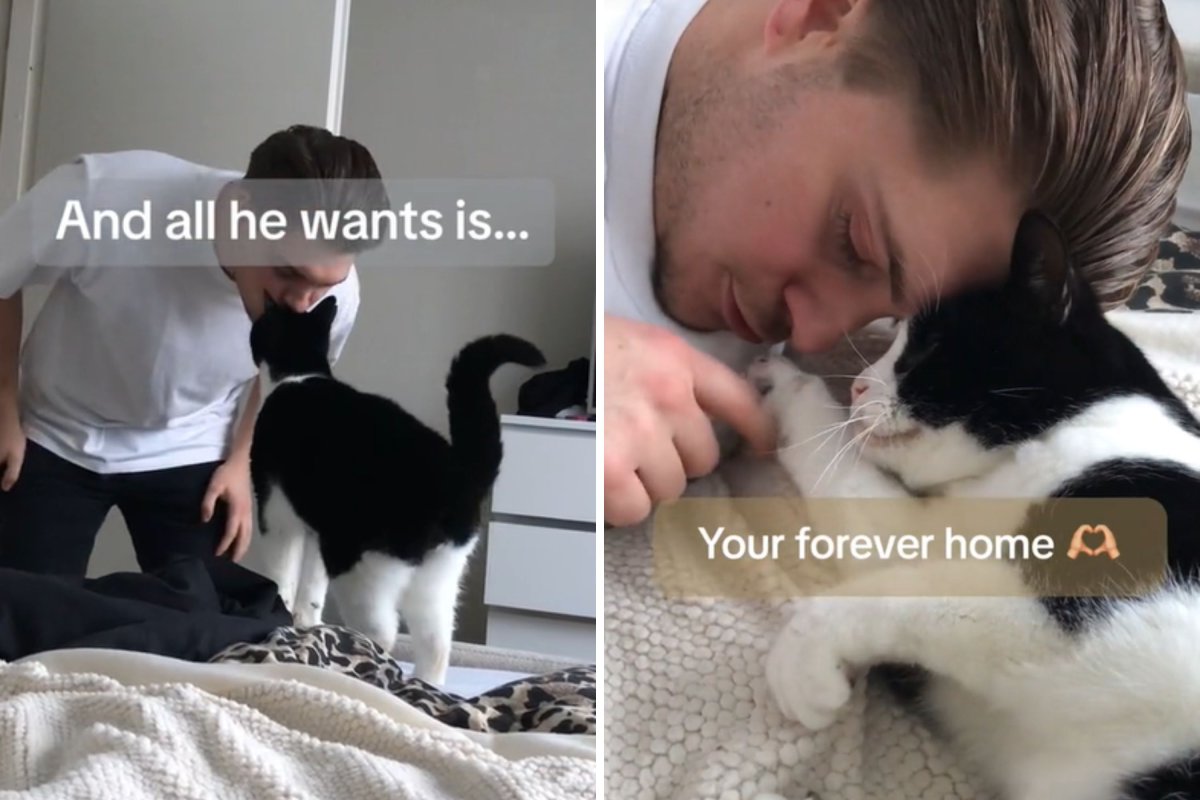 Tuxedo cat getting kisses