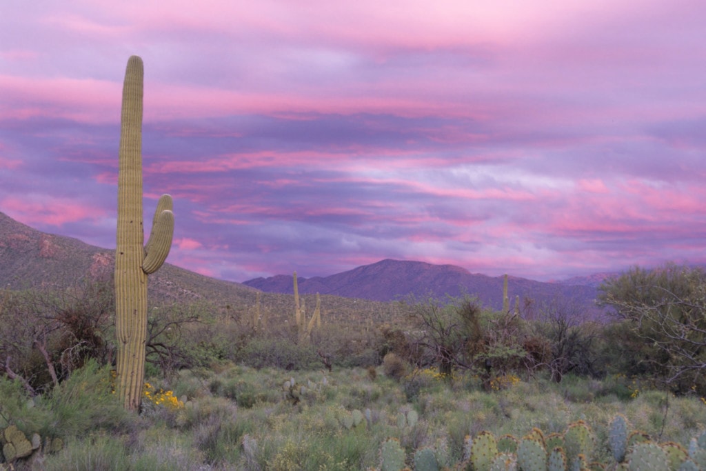 pink sky after sunset at Sabino Canyon in Tucson, Arizona.