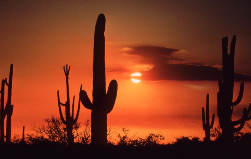 Sunset silhouetting saguaro cacti in the Sonoran desert near Tucson, Arizona, USA. Soft focus. Scanned film.